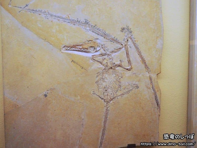 Fossil of Rhamphorhynchus