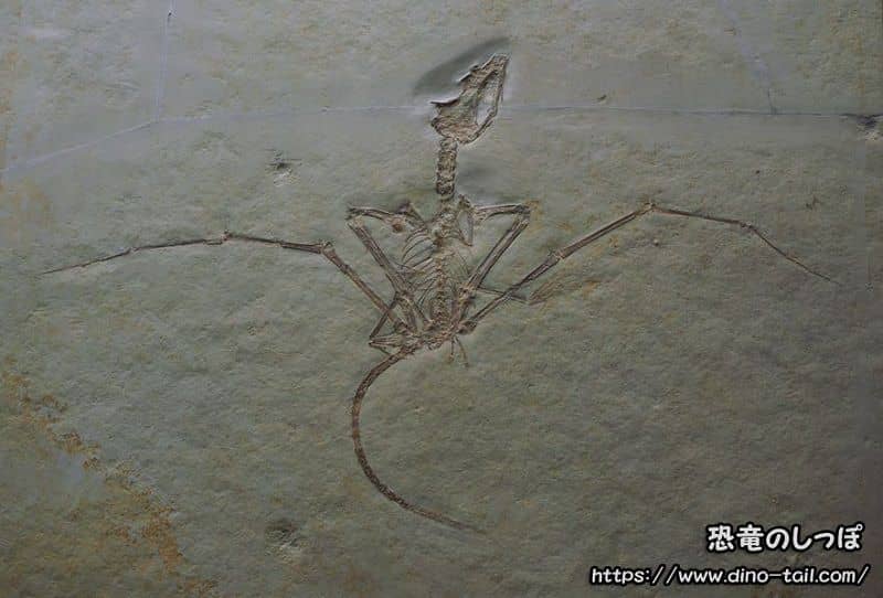 Fossil of Rhamphorhynchus