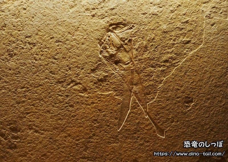 Rhamphorhynchus complete skeleton fossil (Solnhofen Museum collection)