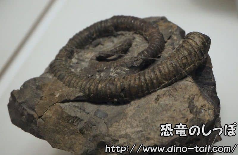 Fossil of Scalarites scalaris (photographed in 2016)