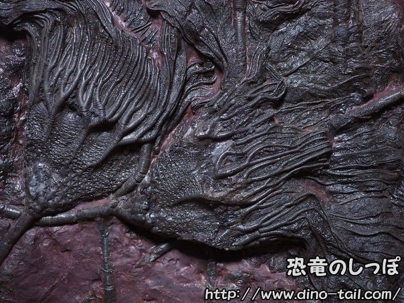 Fossil of Scyphocrinites elegans