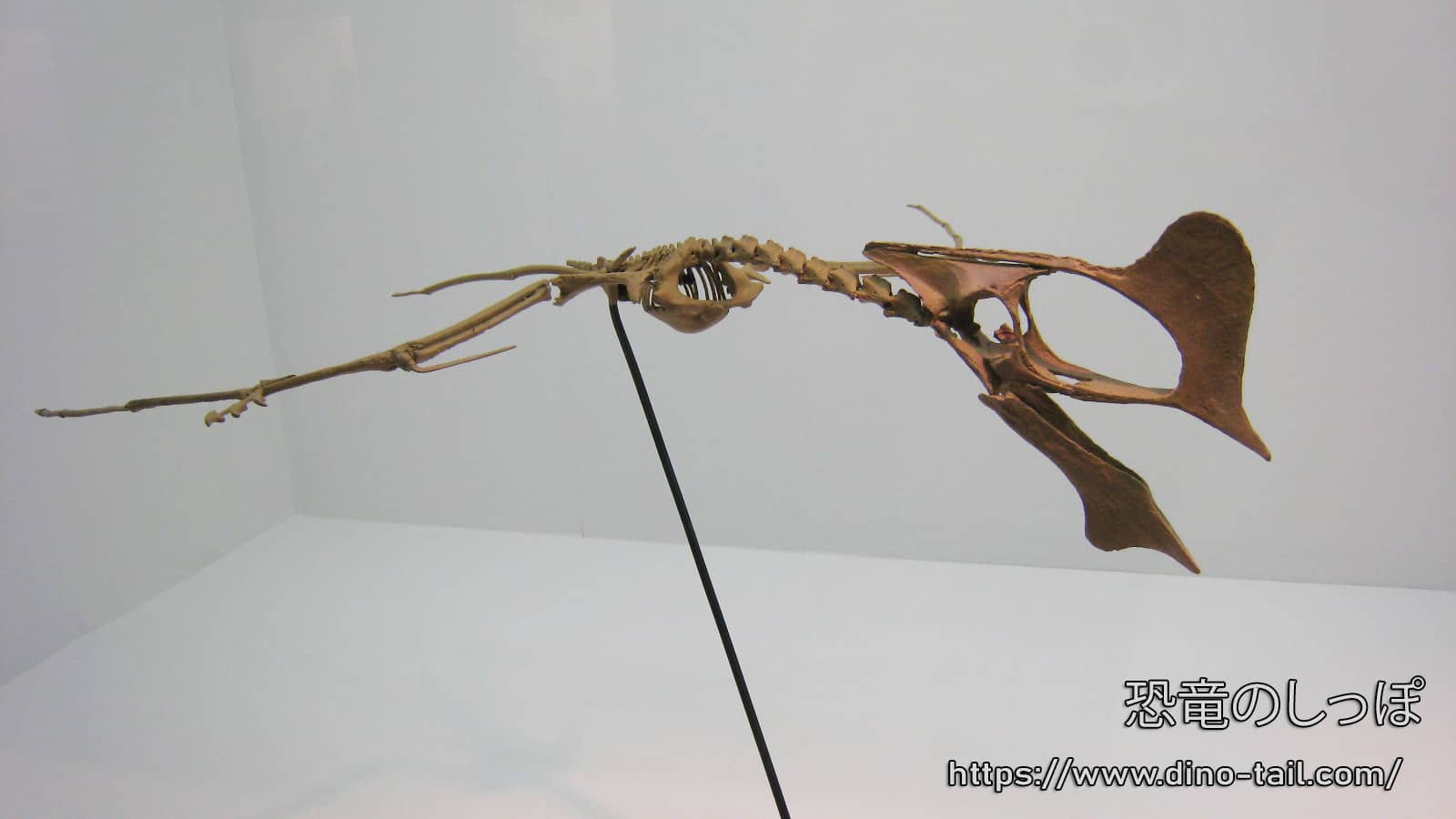 Skeleton fossil of Tapejara