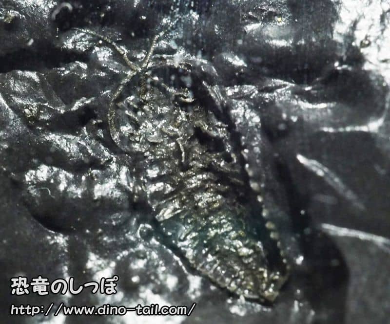 Fossil of Triarthrus (with legs)