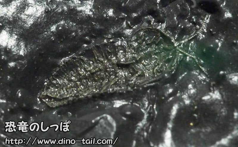 Fossil of Triarthrus with antennae and legs