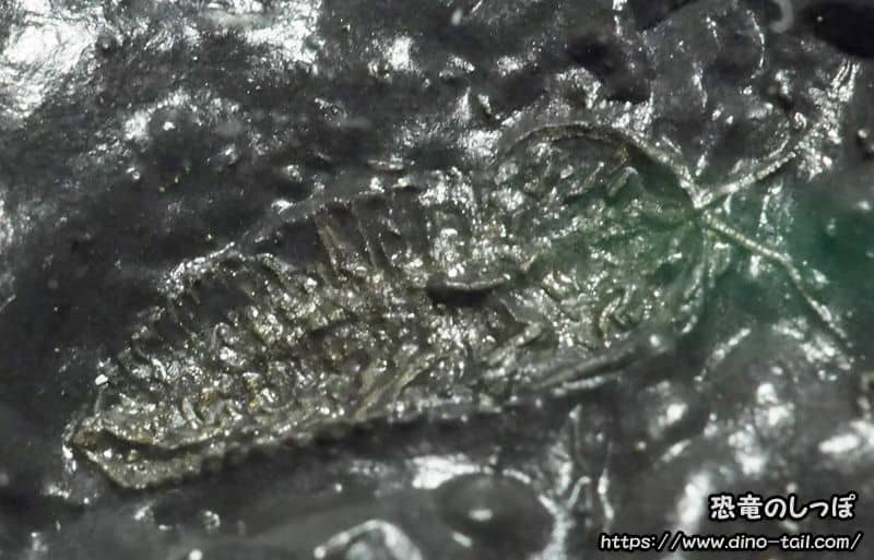 Fossil of Triarthrus with antennae and legs