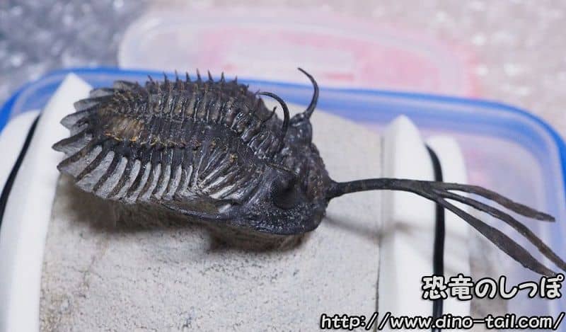 Fossil of Walliserops trifurcatus (long fork)