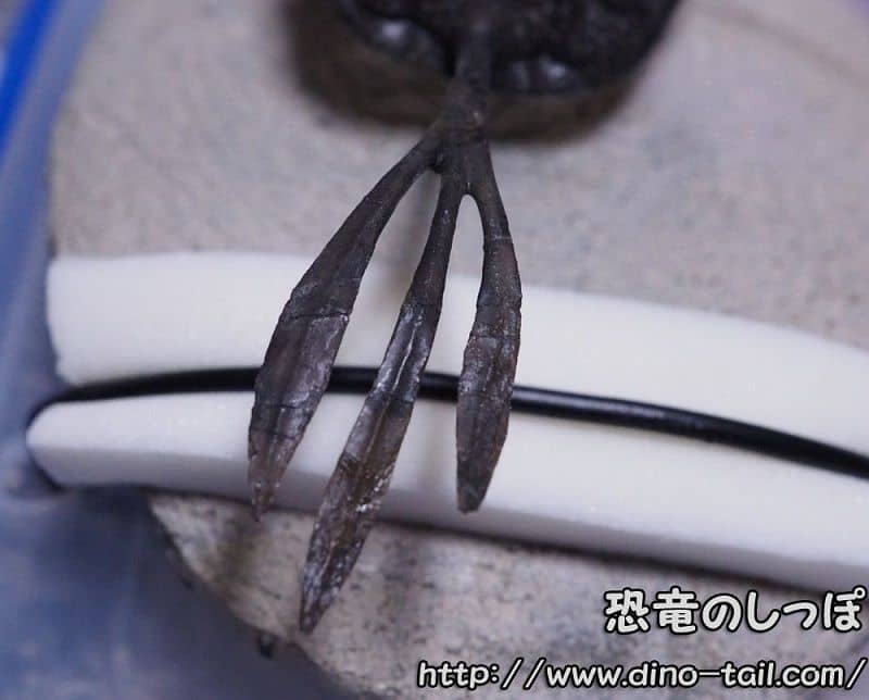 The fork of Walliserops trifurcatus