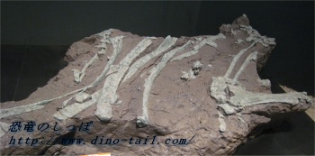 Tanba Dinosaur Quarry Map Fossil