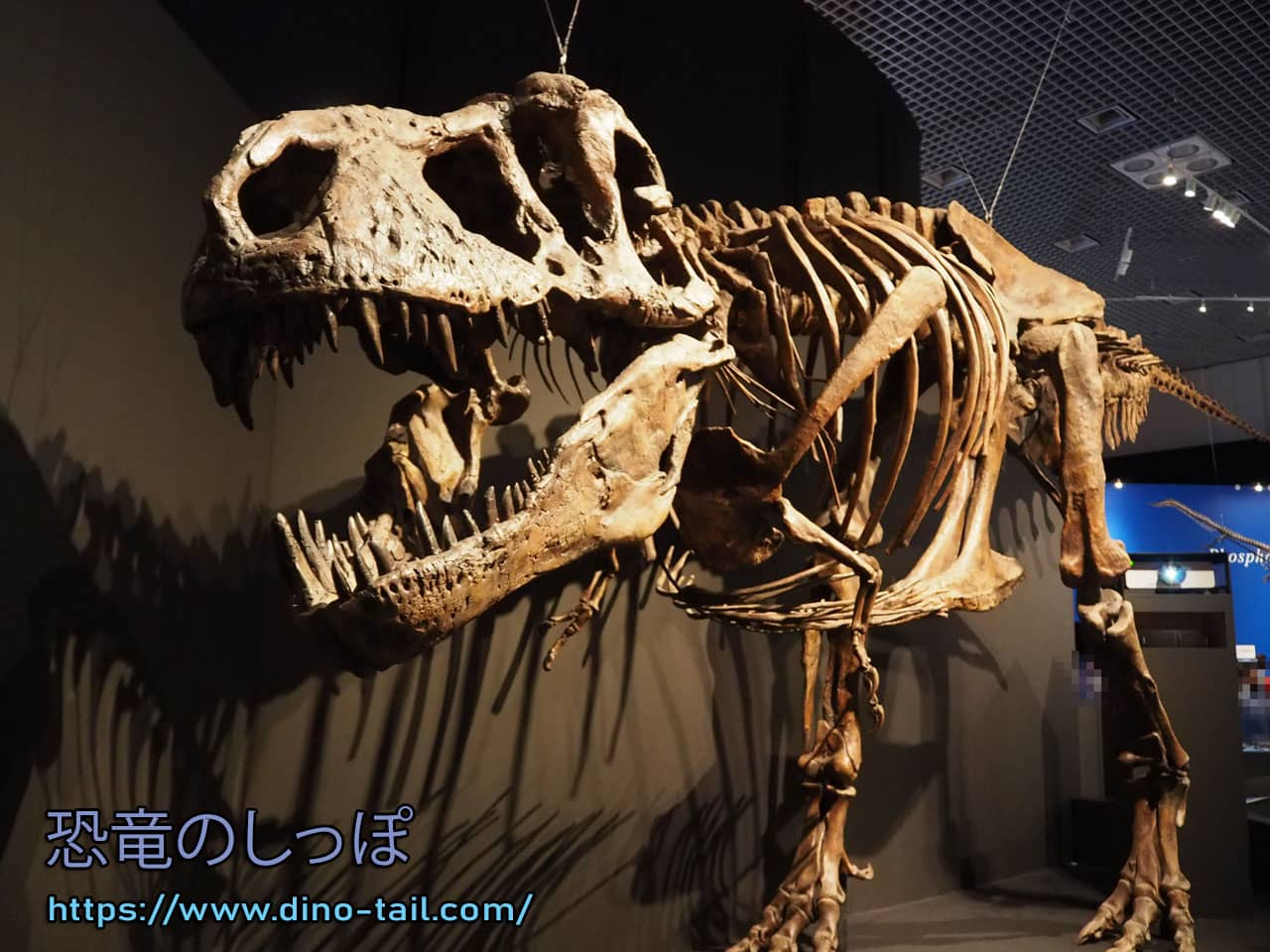Tyrannosaurus complete skeleton fossil