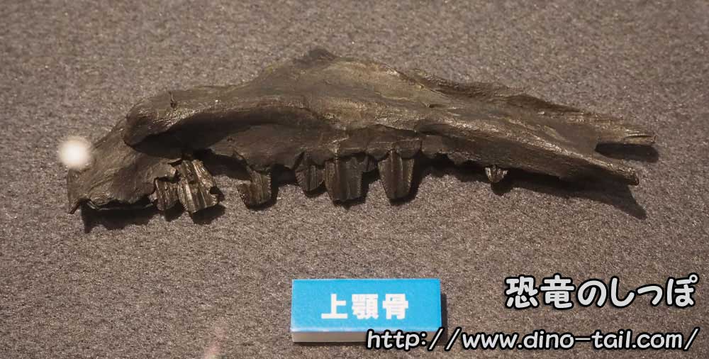 Koshisaurus maxilla fossil