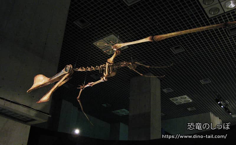 Anhanguera full skeleton fossil