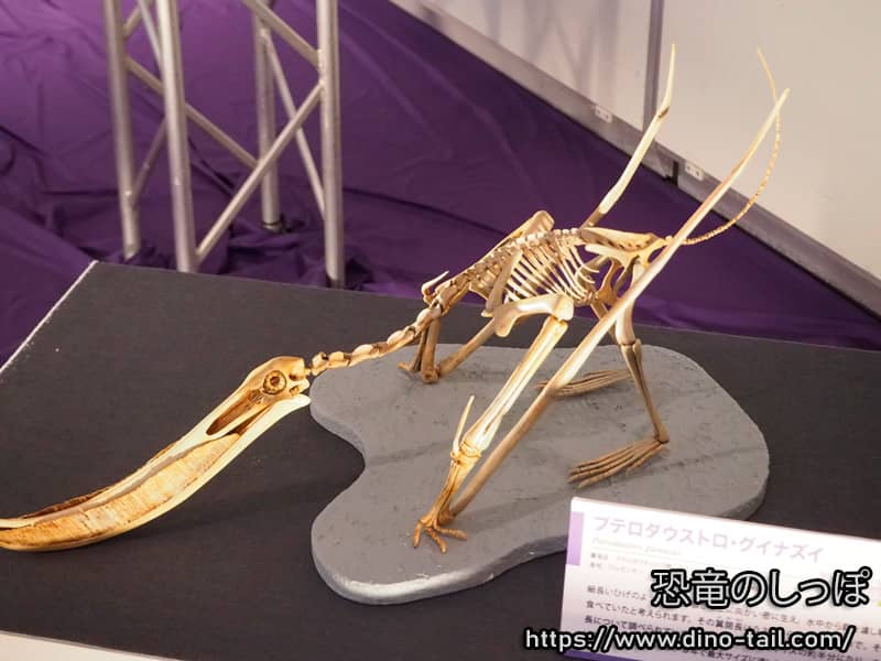 Pterodaustro full skeleton fossil