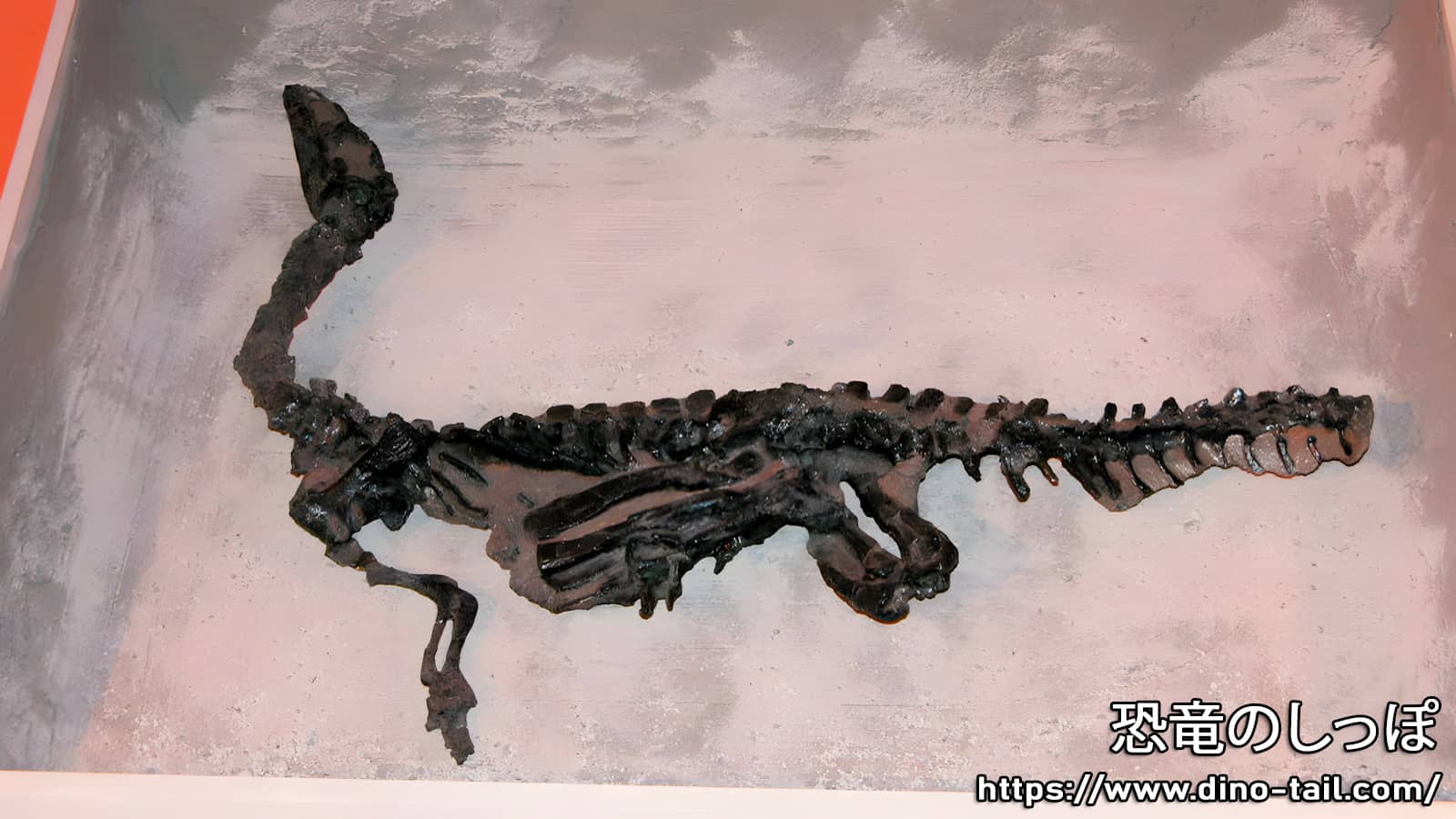Eoraptor fossil as found
