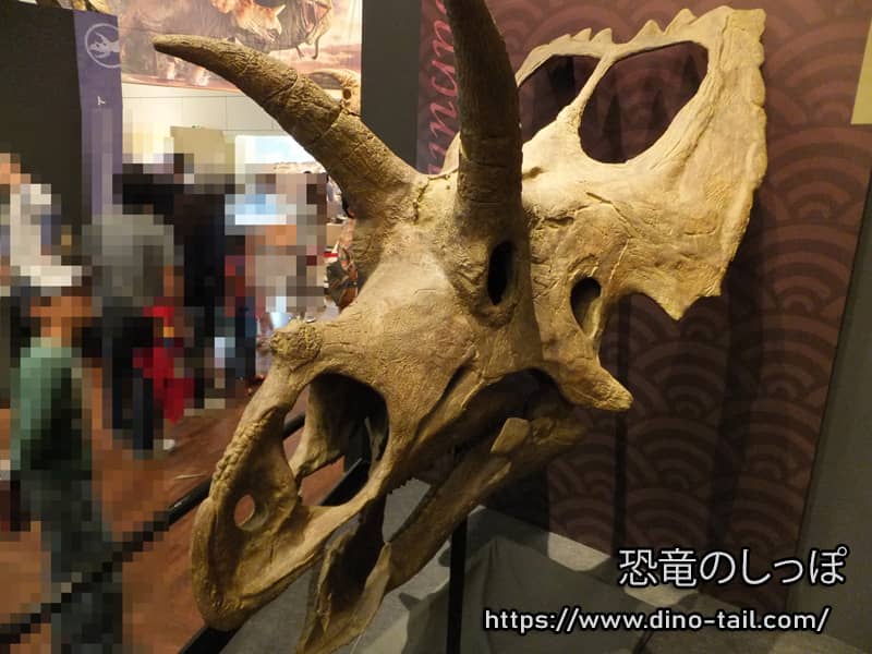 Skull of Coahuilaceratops