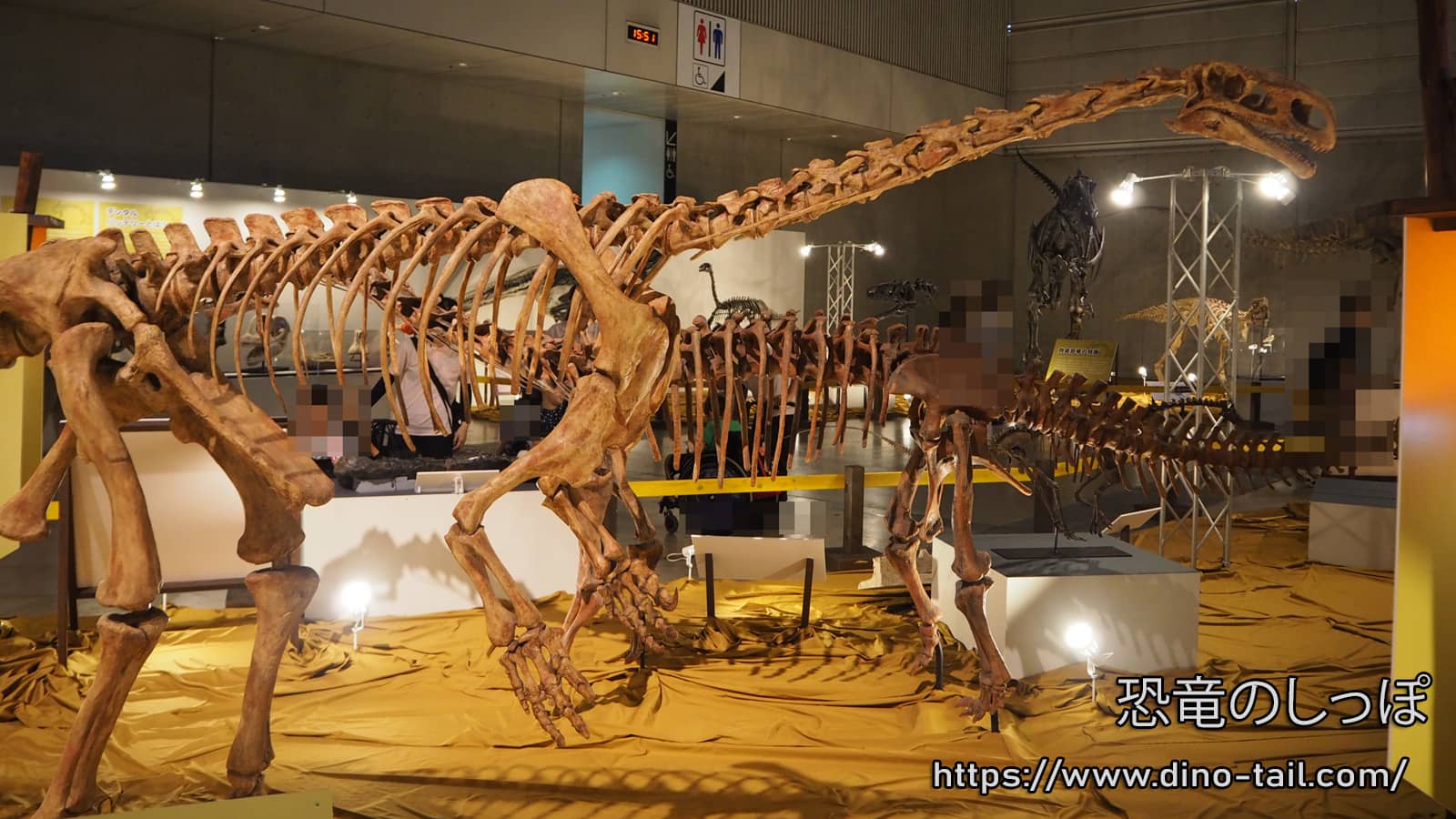 Skeleton image of Plateosaurus