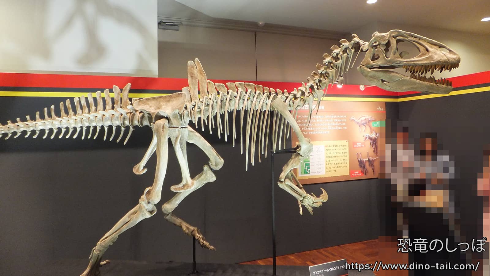 Concavenator full skeleton fossil