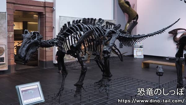 Iguanodon skeleton fossil