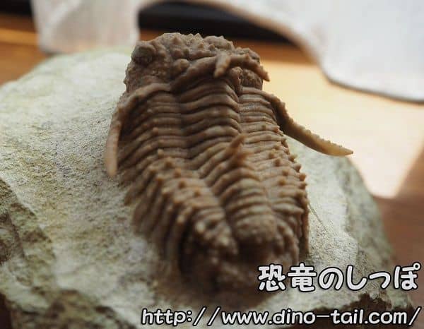 Trilobite (Hoplolichoides)