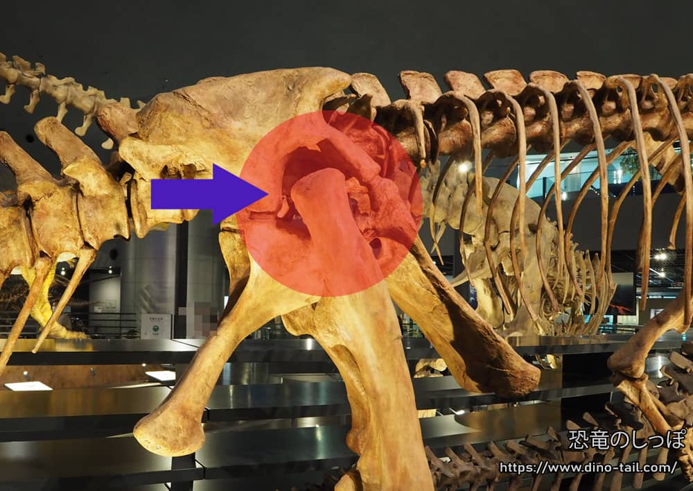 Plateosaurus pelvis and femur