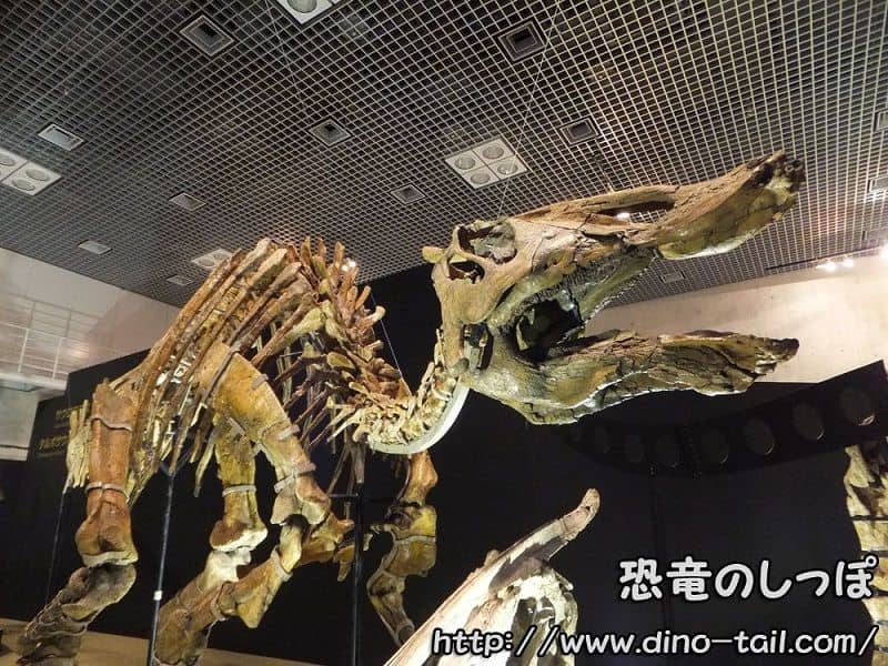 Ornithopod (Saurolophus) complete skeleton fossil
