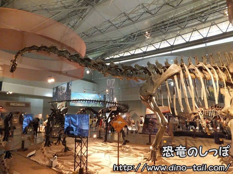 Sauropodomorph (Diplodocus) complete skeleton fossil