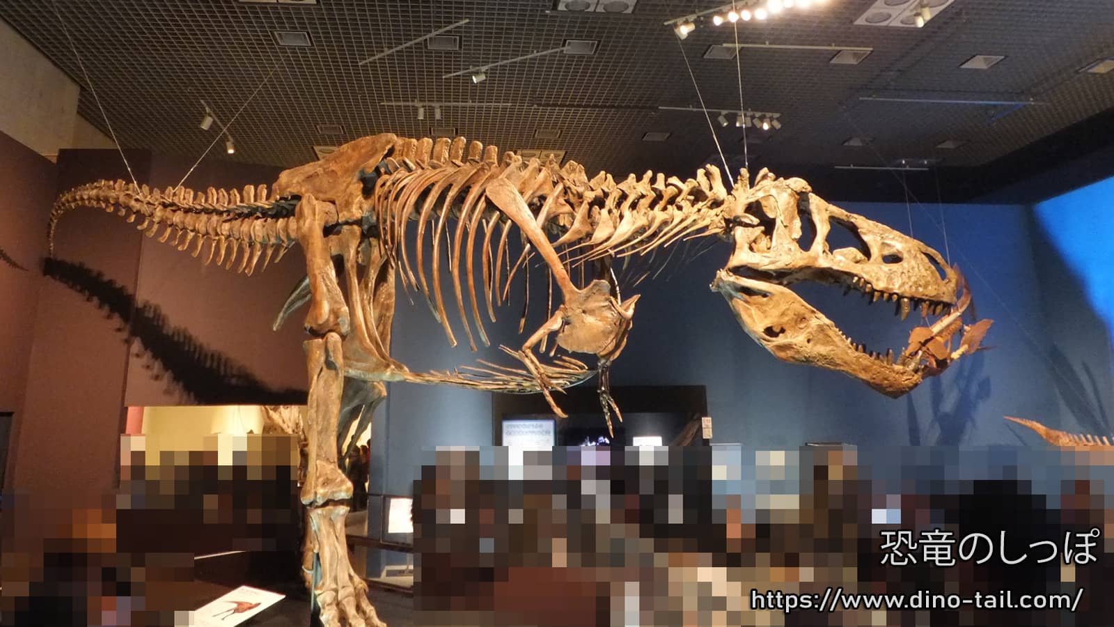 Tyrannosaurus complete skeleton fossil