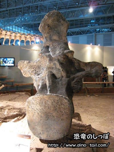 Fossil of Argentinosaurus dorsal vertebra (backbone)