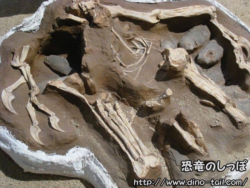 Citipati (oviraptorid) brooding eggs