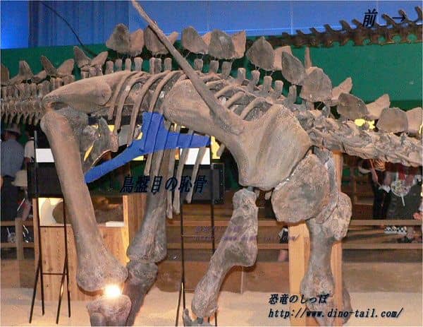 Ornithischian pelvis
