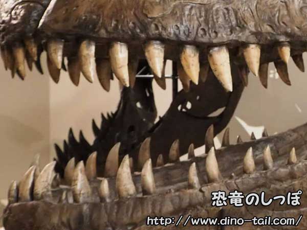What Did Dinosaurs Eat? Image