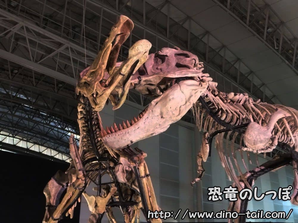 Survival of the fittest (dinosaur)
