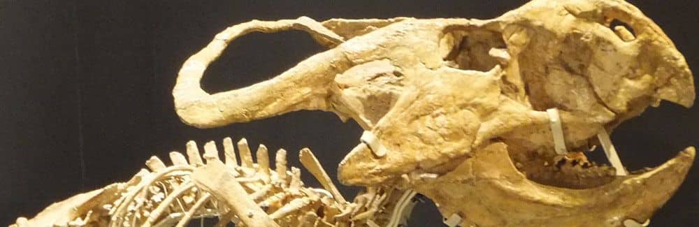 The Skin of Dinosaurs Header Image