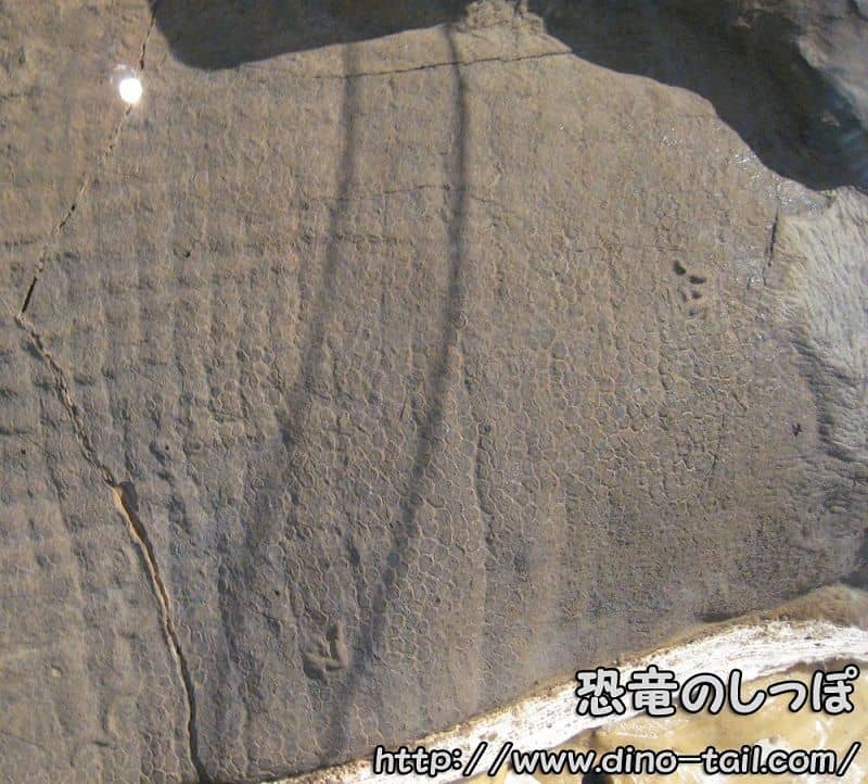 Skin fossil of an ornithopod-hadrosaurid