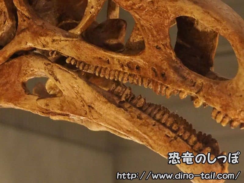Herbivorous dinosaur (Plateosaurus) teeth