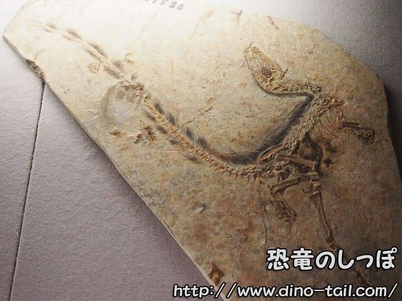 Sinosauropteryx
