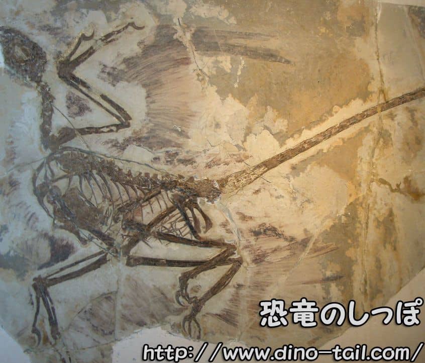 Fossil of the theropod Microraptor gui