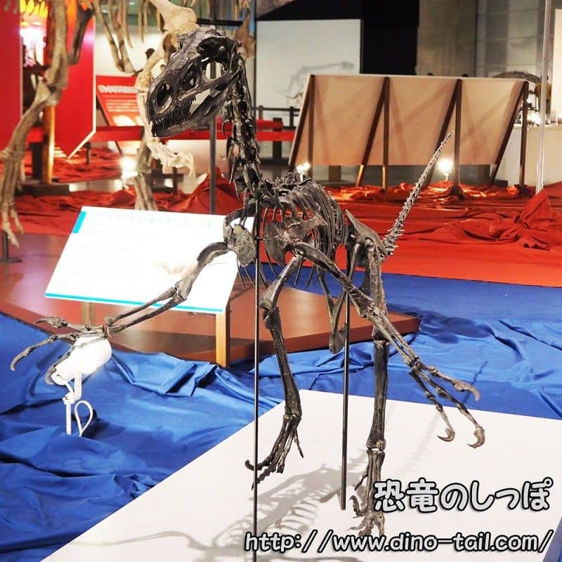 Fukuivenator complete skeleton fossil
