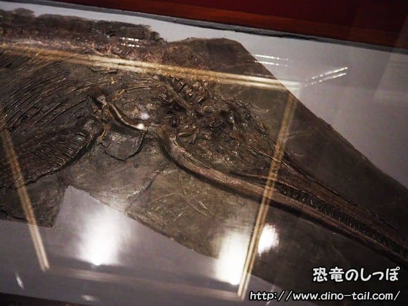 Ichthyosaurus skull