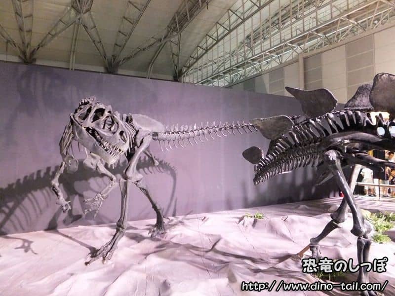 Allosaurus complete skeleton fossil