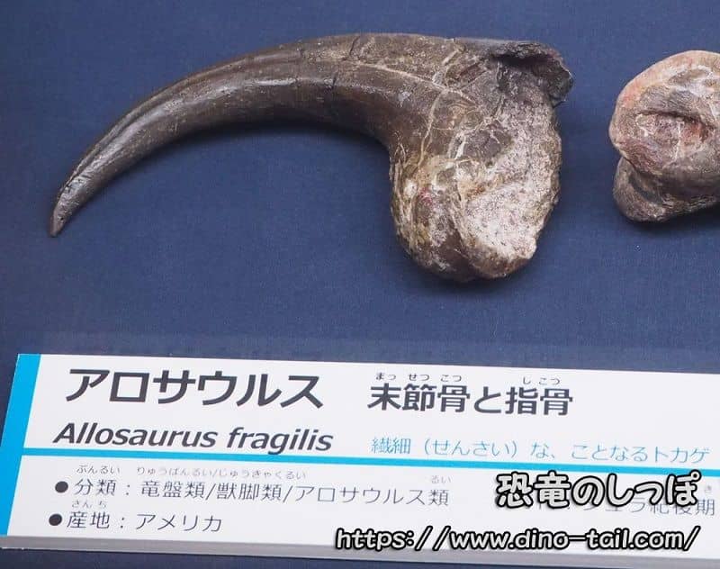 Notation of the species name Allosaurus fragilis