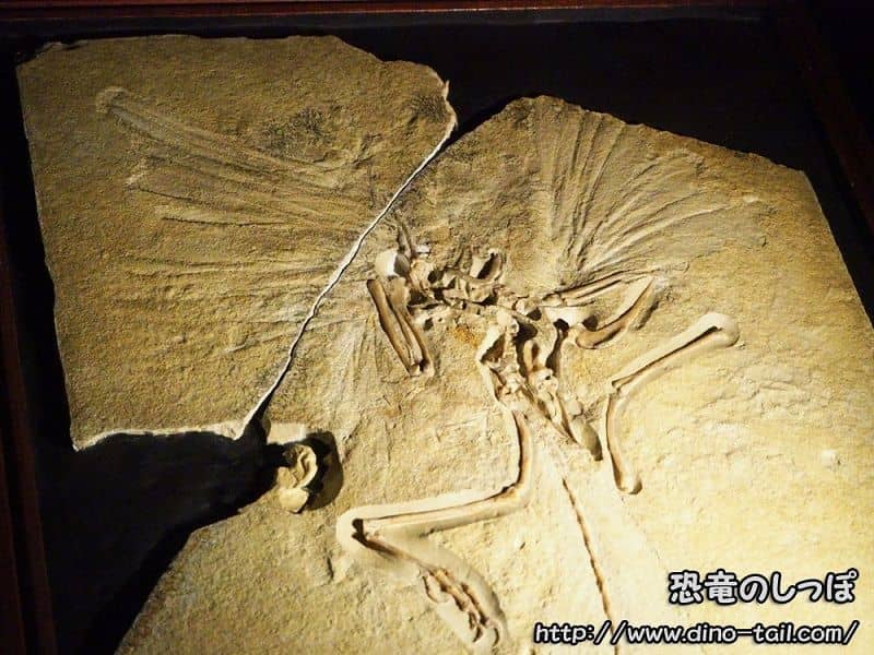 Archaeopteryx fossil (London specimen)