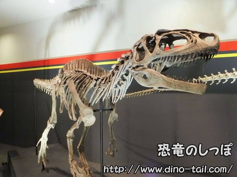Fukuiraptor complete skeleton from Fukui Prefecture