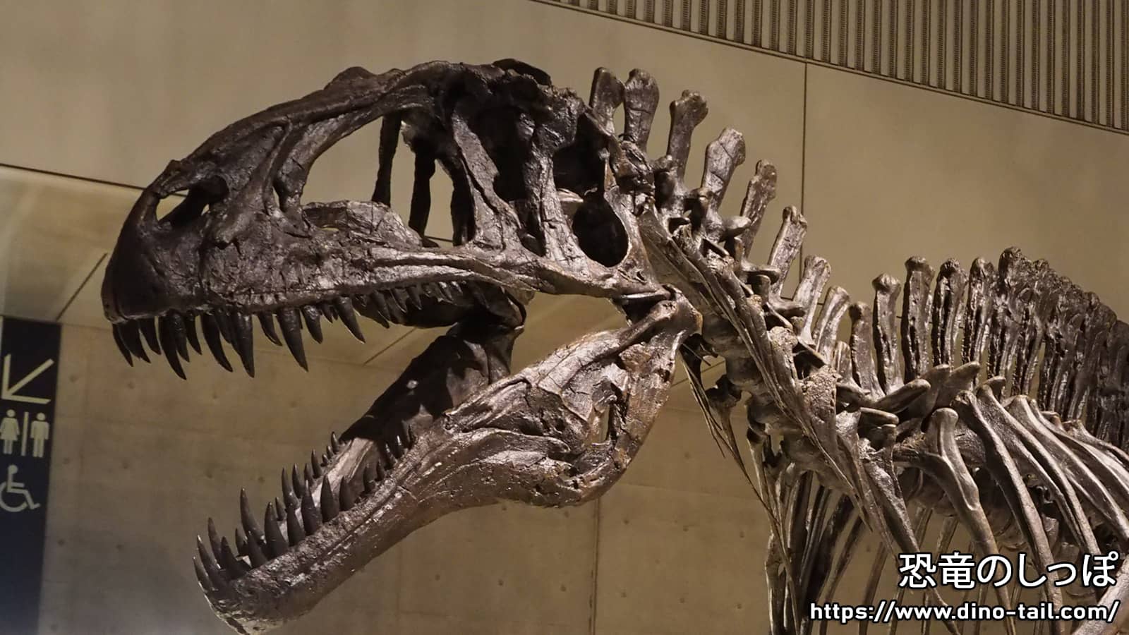 Acrocanthosaurus skull fossil