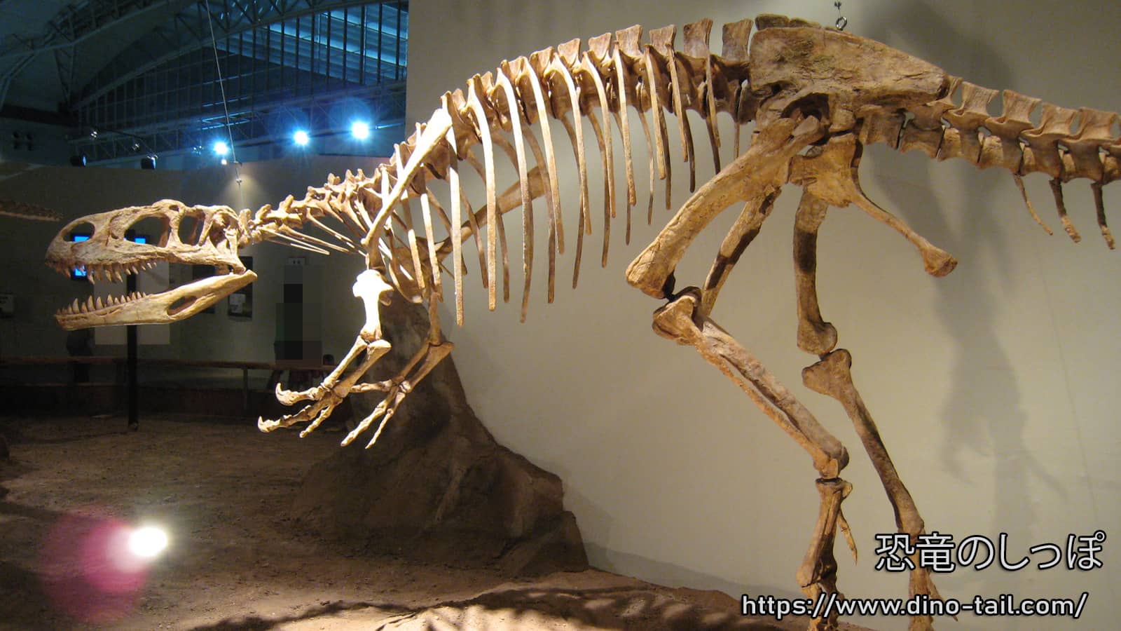 Complete skeleton fossil