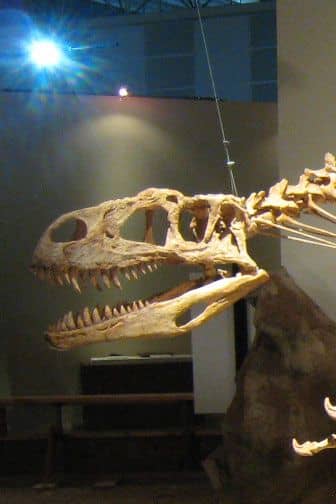 Afrovenator skull fossil