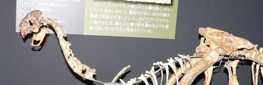 Ajancingenia
