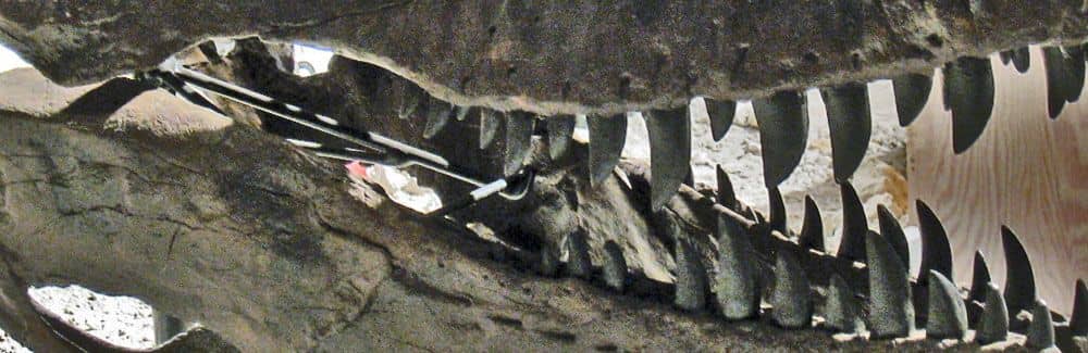 Albertosaurus