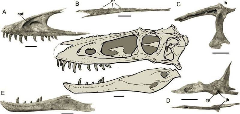 Alioramus tyrannosaurid verification (2009)
