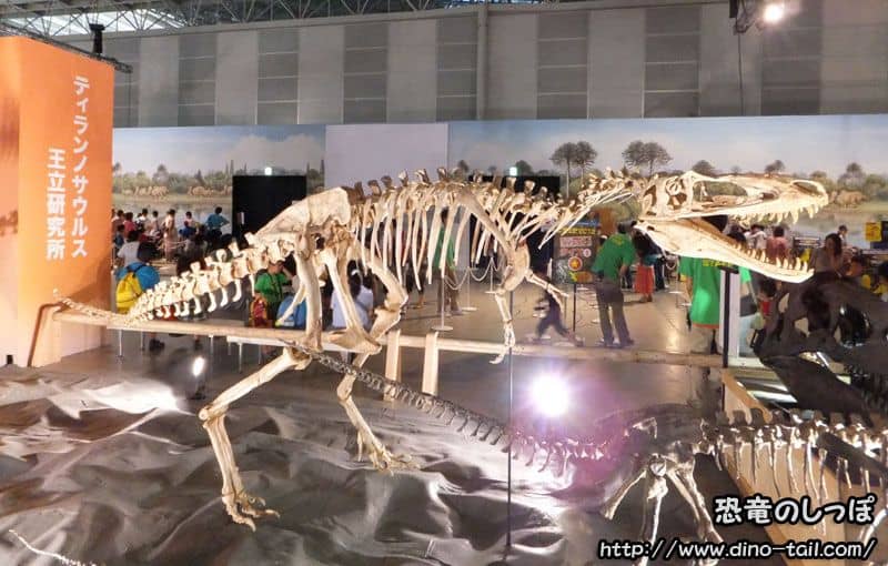 Alioramus complete skeleton fossil