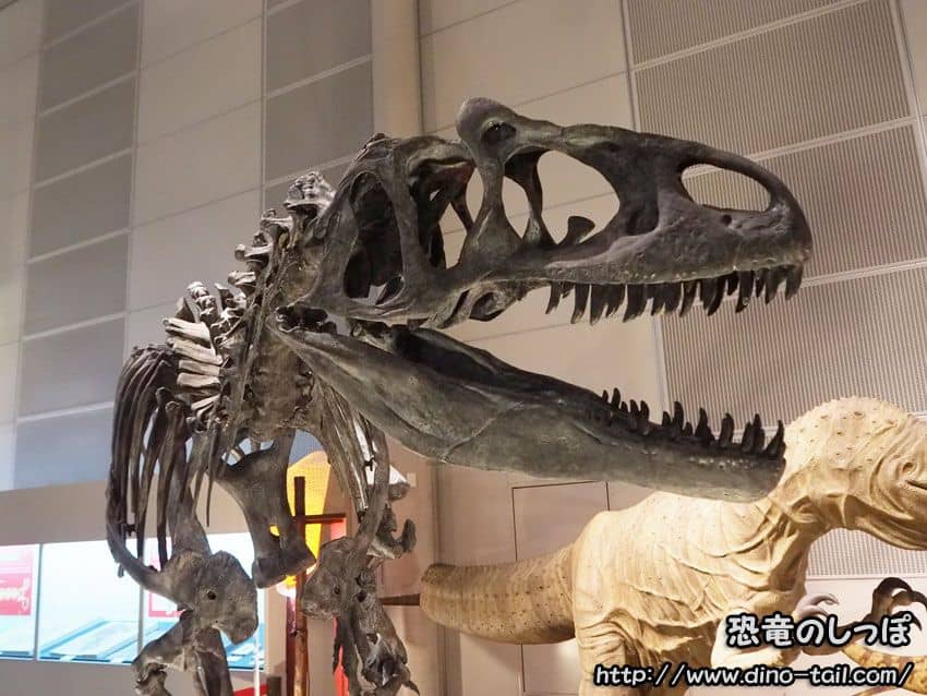 Allosaurus complete skeleton fossil